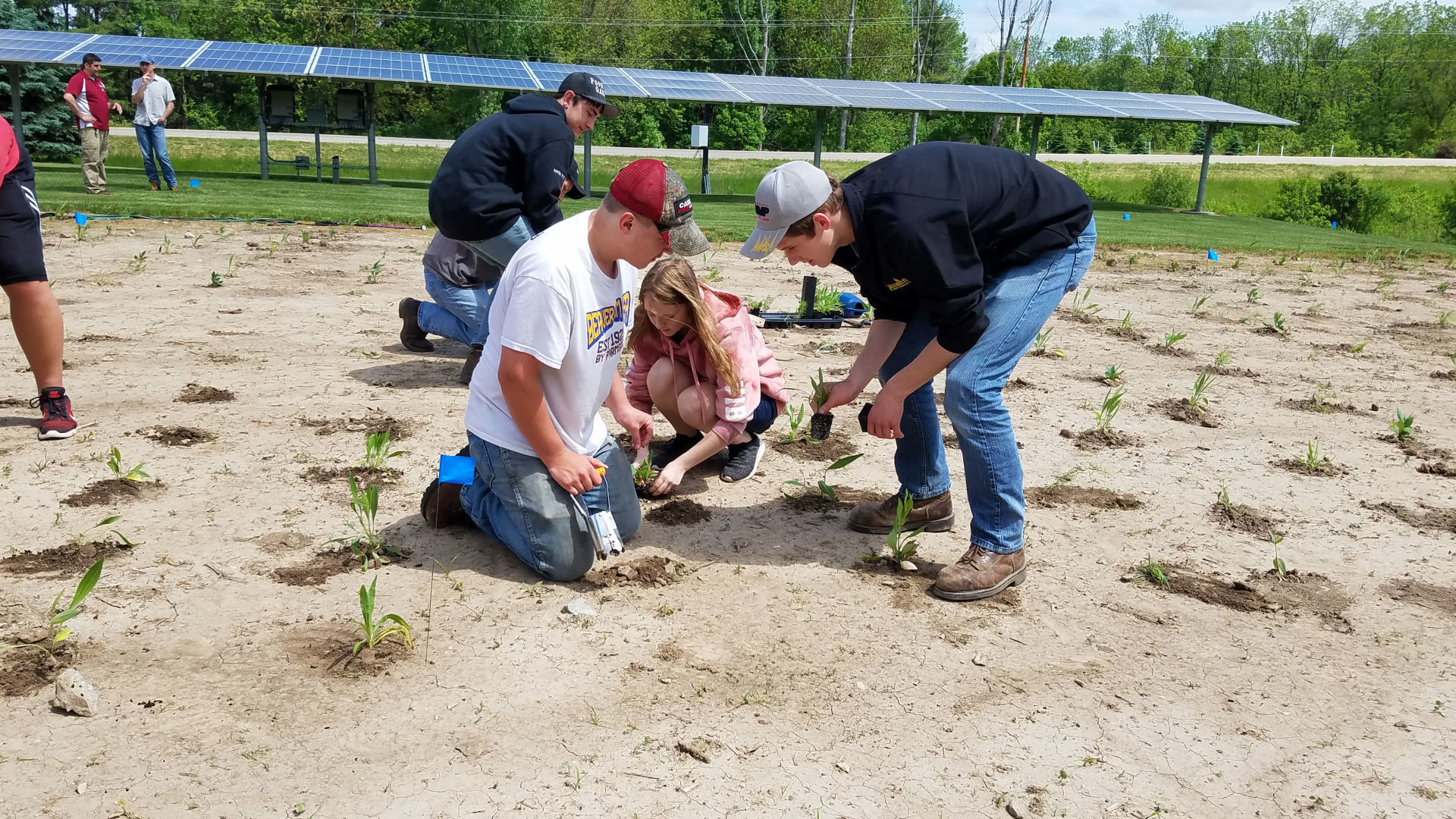 Native seed plantings